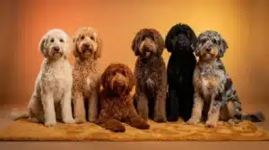 Six Goldendoodle dogs showing the full range of goldendoodle colors and patterns from cream to merle
