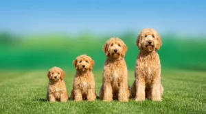 Four Goldendoodle sizes side by side — Petite, Mini, Medium, and Standard on grass