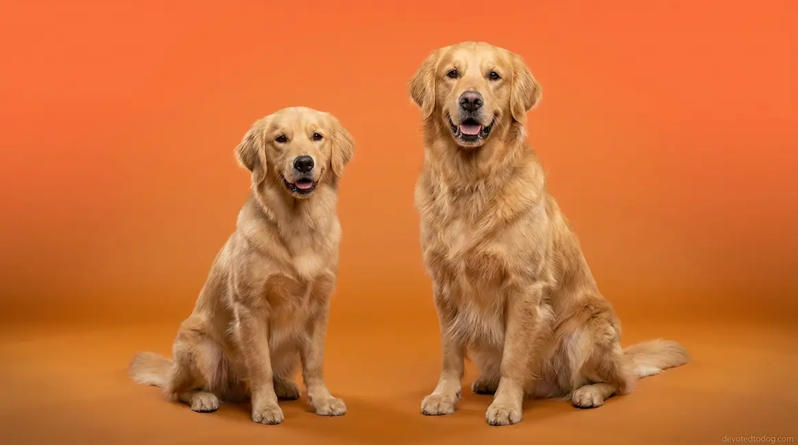 Miniature vs standard golden retriever sitting side by side showing size difference
