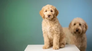 Fluffy multigen Goldendoodle puppy with wavy cream coat sitting in professional studio setting