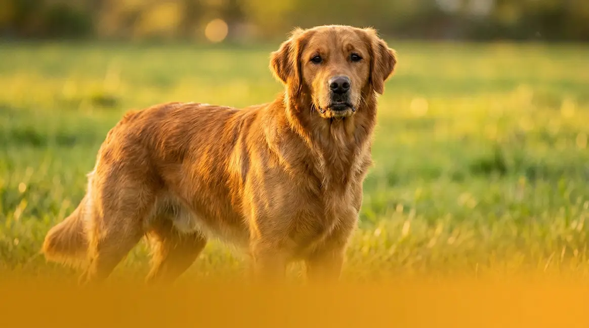 Short haired golden retriever with shorter field-bred coat standing in sunny meadow