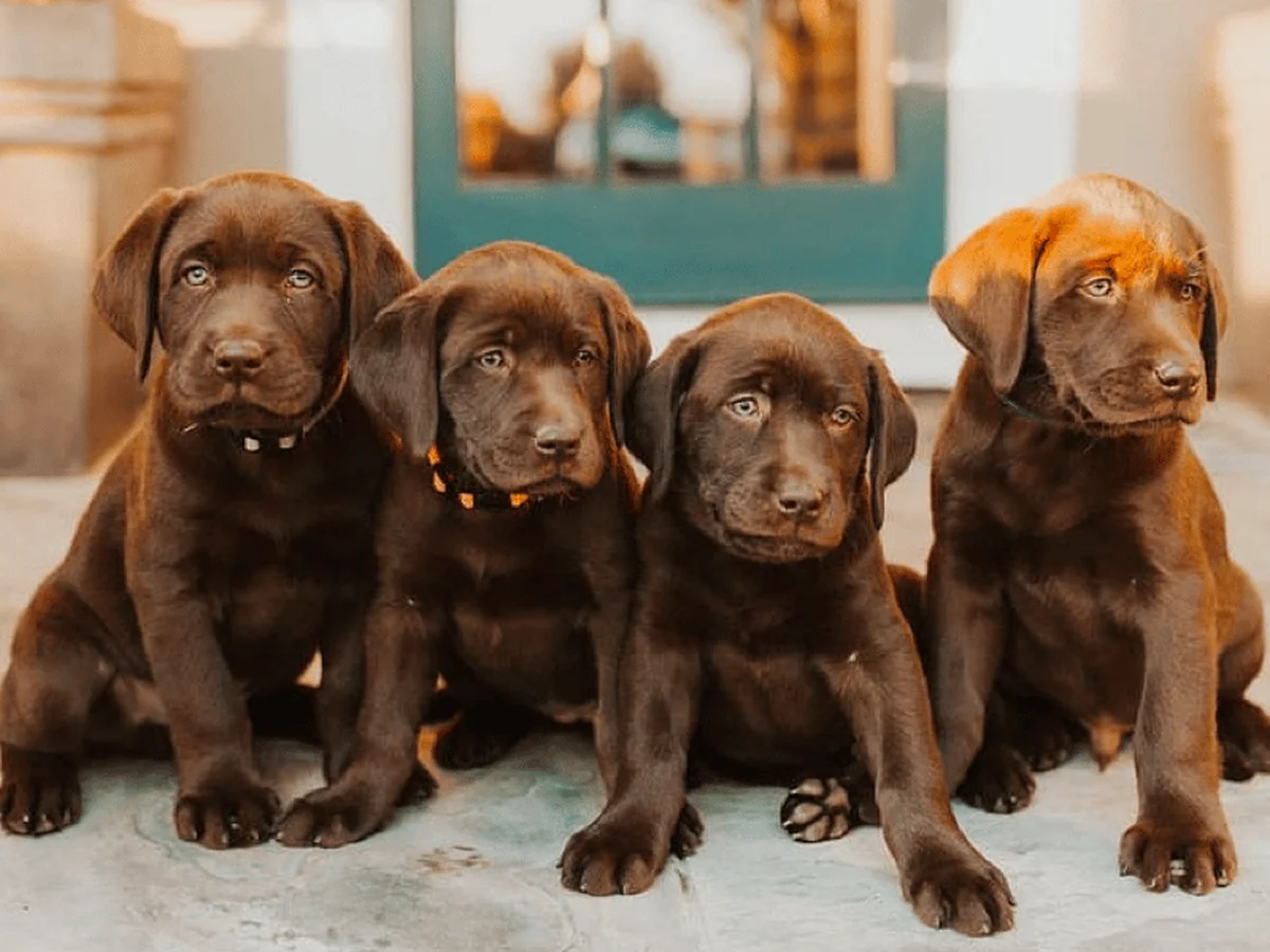 Yellow Labrador retriever from Almond Blossom Labradors, Oakdale, California