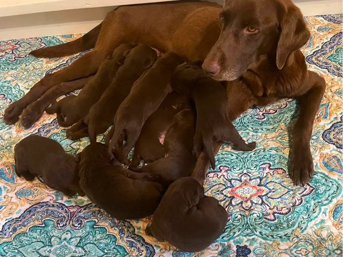American field Labrador retriever from Bailiwick Retrievers, Ranger Georgia