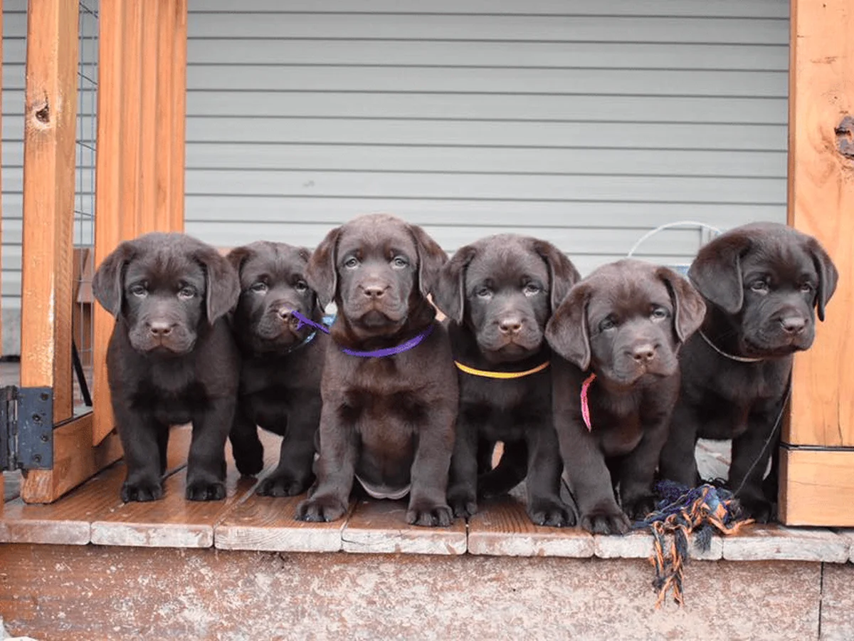 Labrador retriever from Bella Notte Labradors, Hickory Pennsylvania