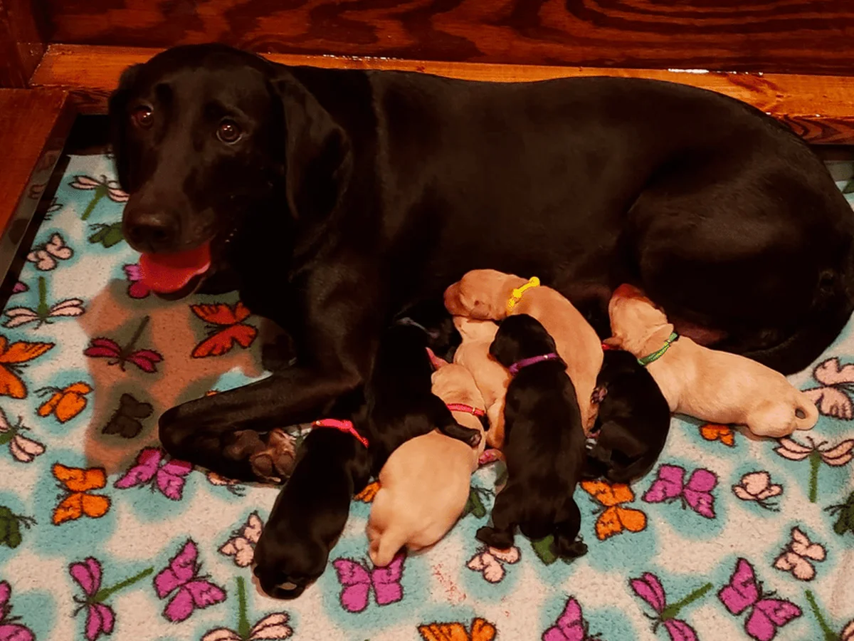 Bold Bay Retrievers Labrador Retriever from kennel website