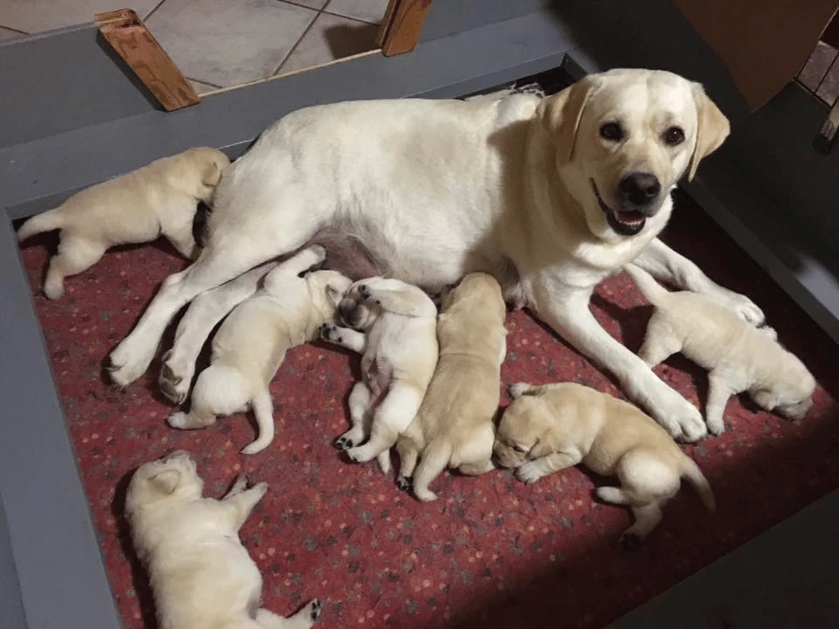 Broadway Acre Labradors Labrador Retriever from kennel website