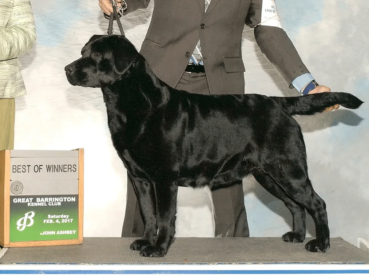 Labrador Retriever photo from Cedarwood Labradors in Central Maine