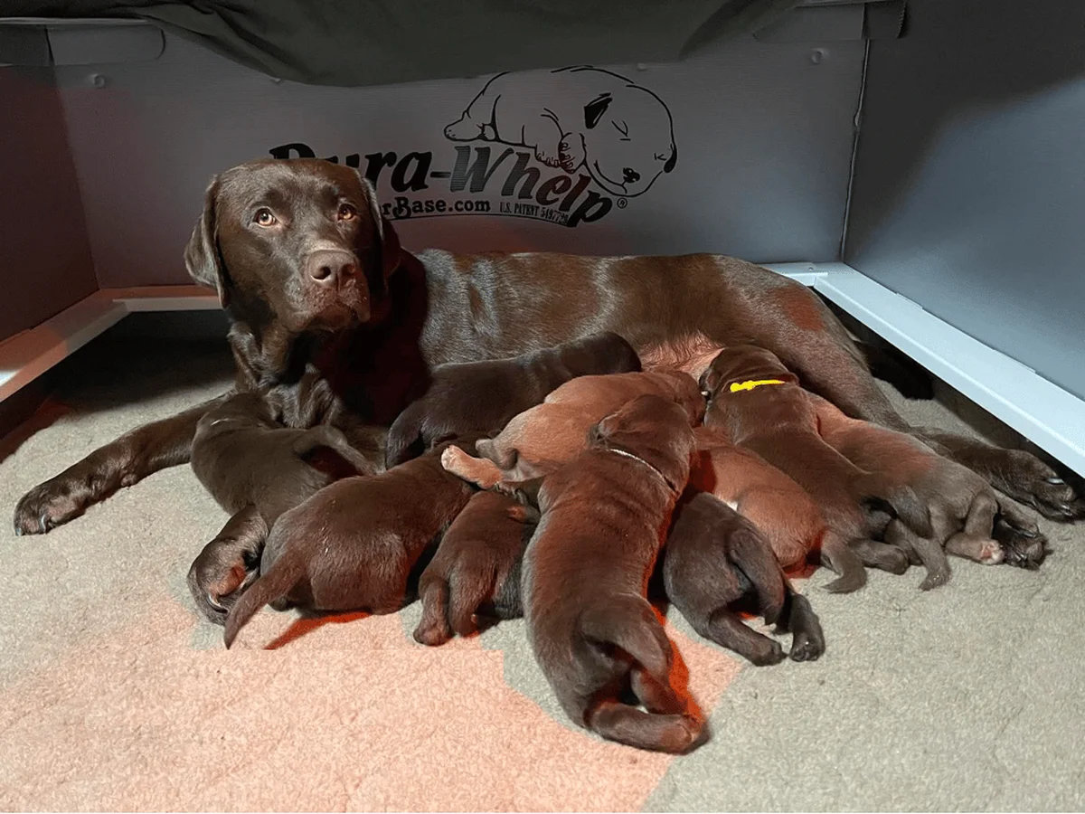 Labrador Retriever photo from Chalk Pond Retrievers in Bethel, ME