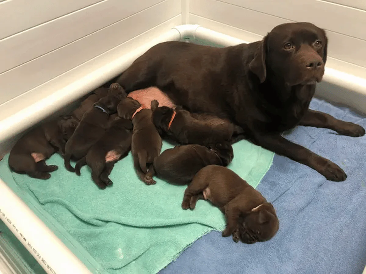 Labrador retriever from Cherryacre Labradors, Dexter Michigan