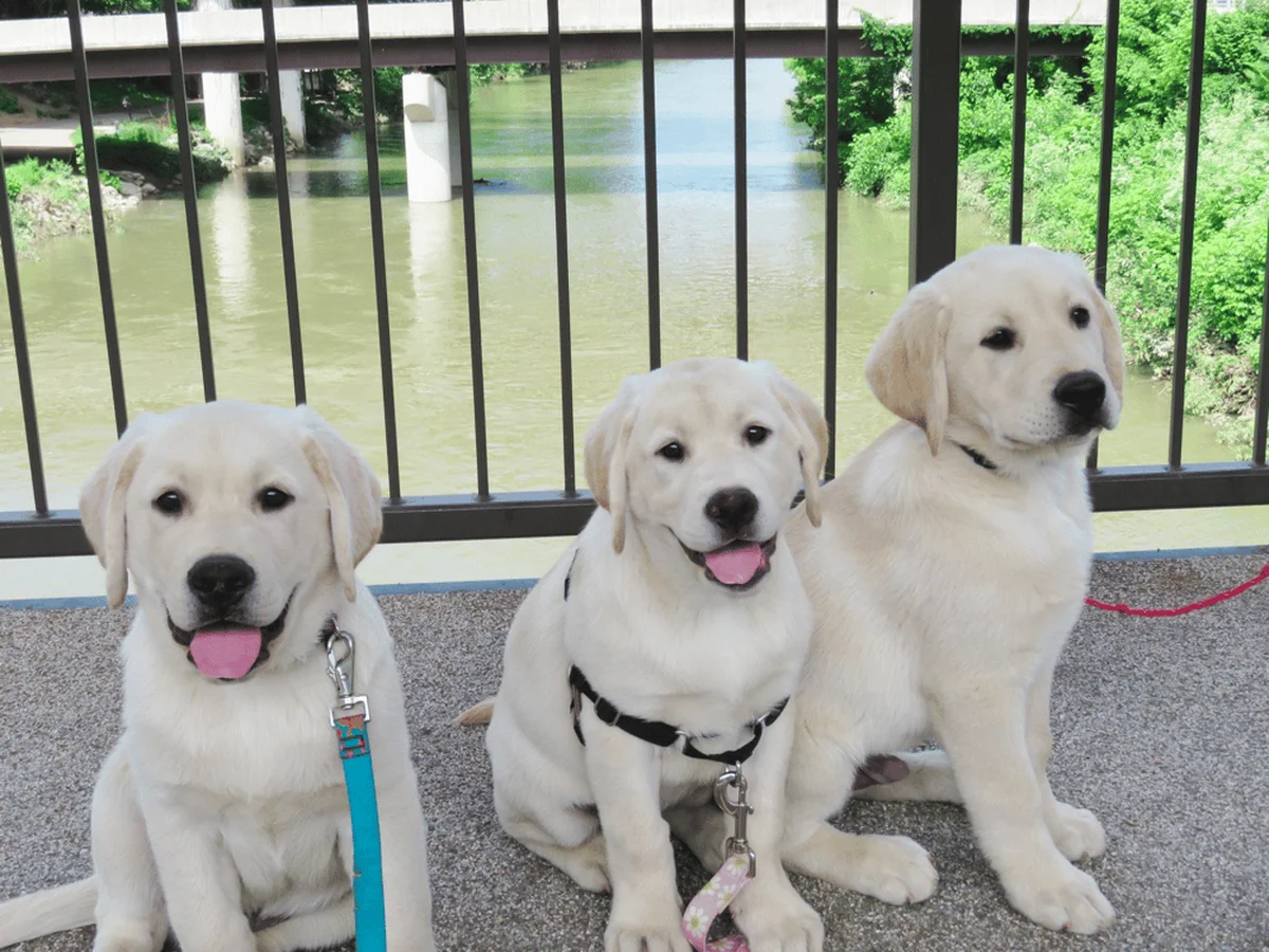 Labrador retriever from CiaoBella Retrievers, Troutville Virginia
