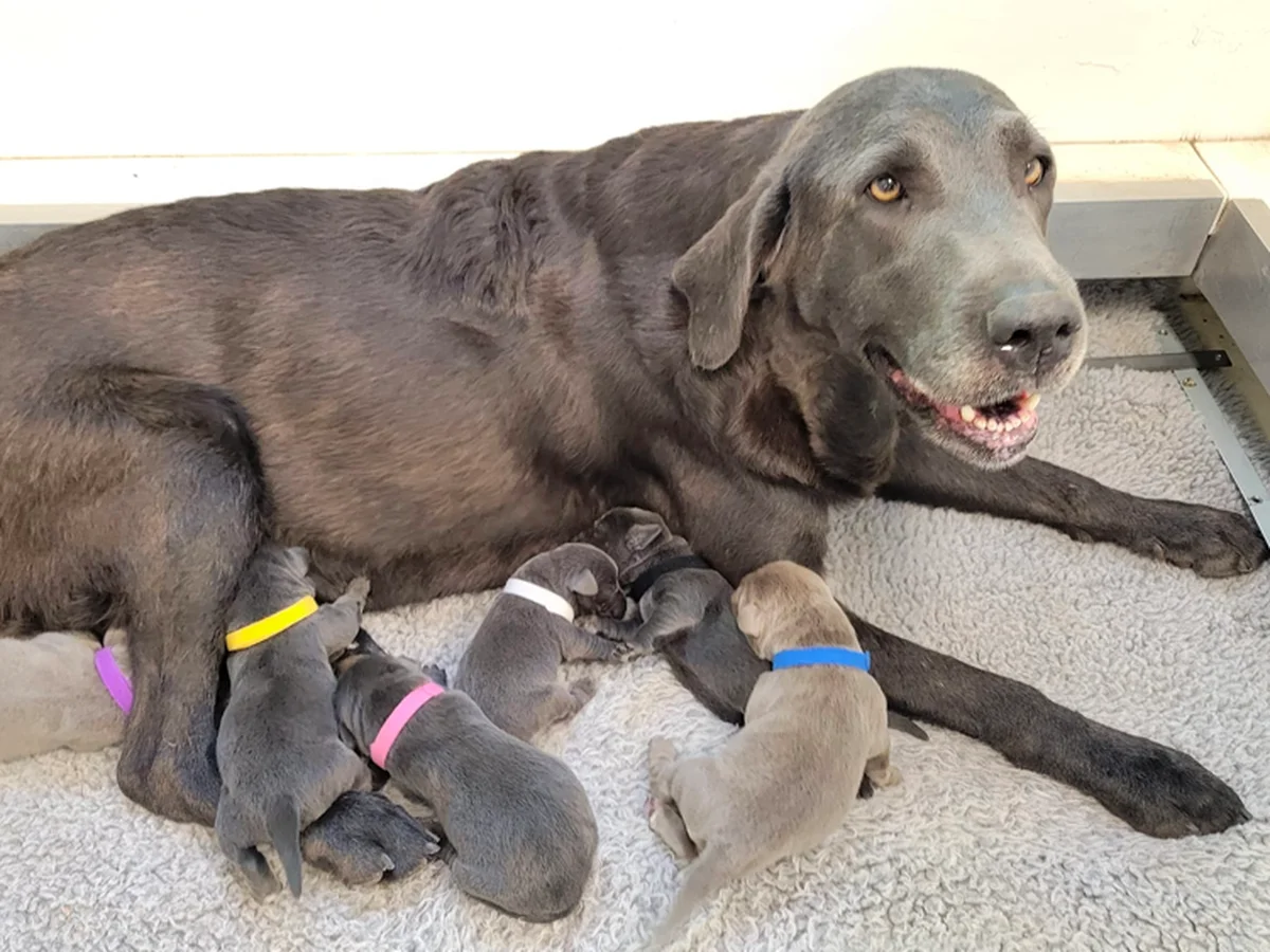 Labrador Retriever photo from Duck Creek Silver Labs in Winfield, KS
