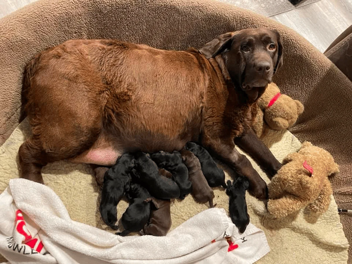 Labrador retriever from Empress Labradors, Roscoe Illinois