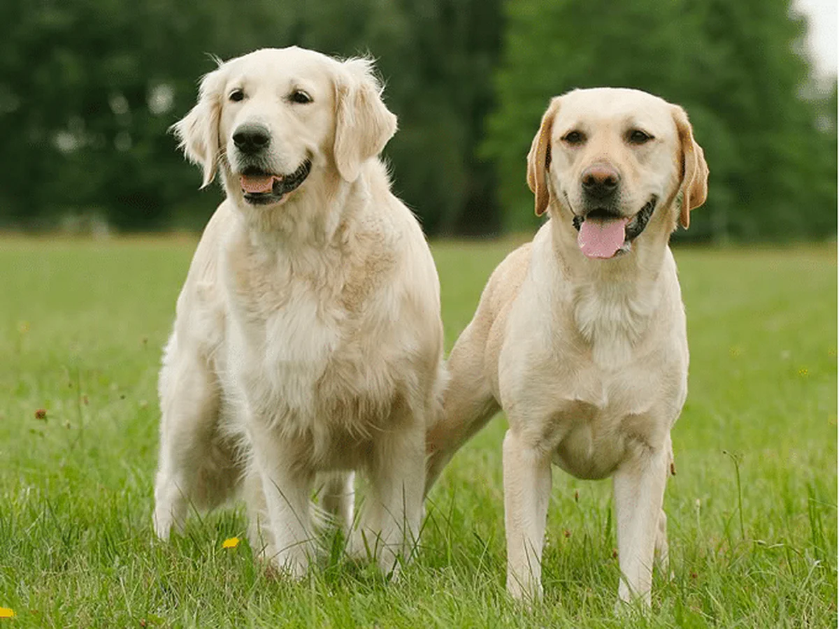 Golden Retriever And Labrador Retriever