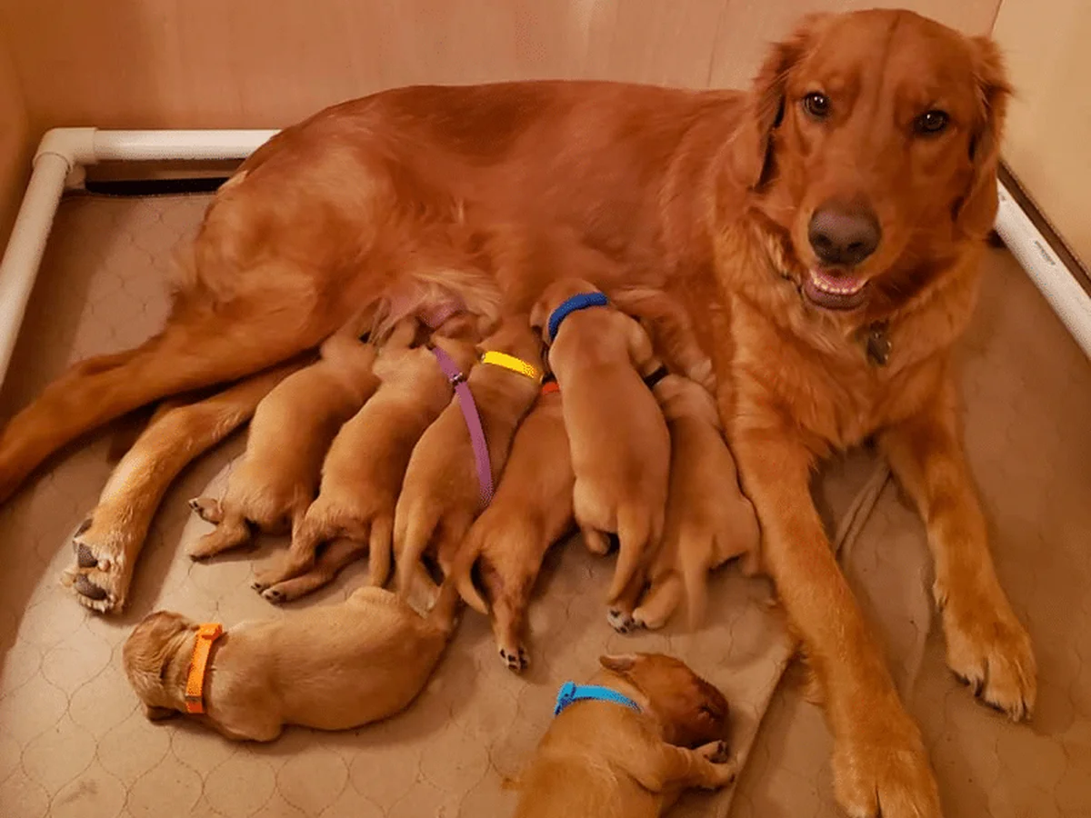 Labrador retriever from Lucky Ranch Labradors, Castle Rock Colorado