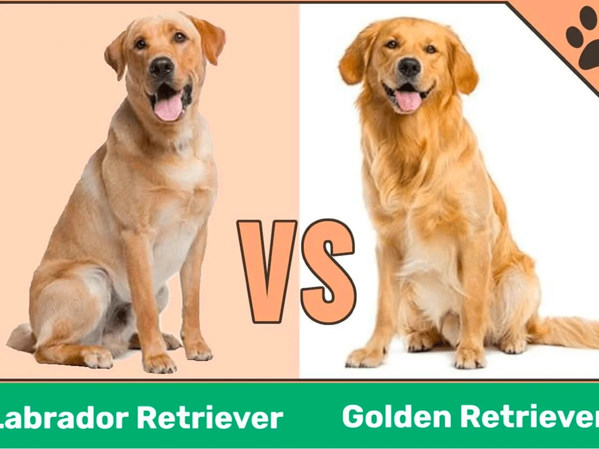 Golden Retriever Vs. Labrador Retriever