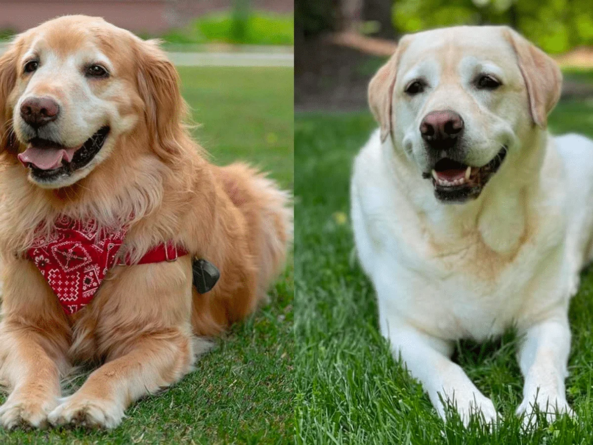 Golden Retriever and Labrador Retriever Difference