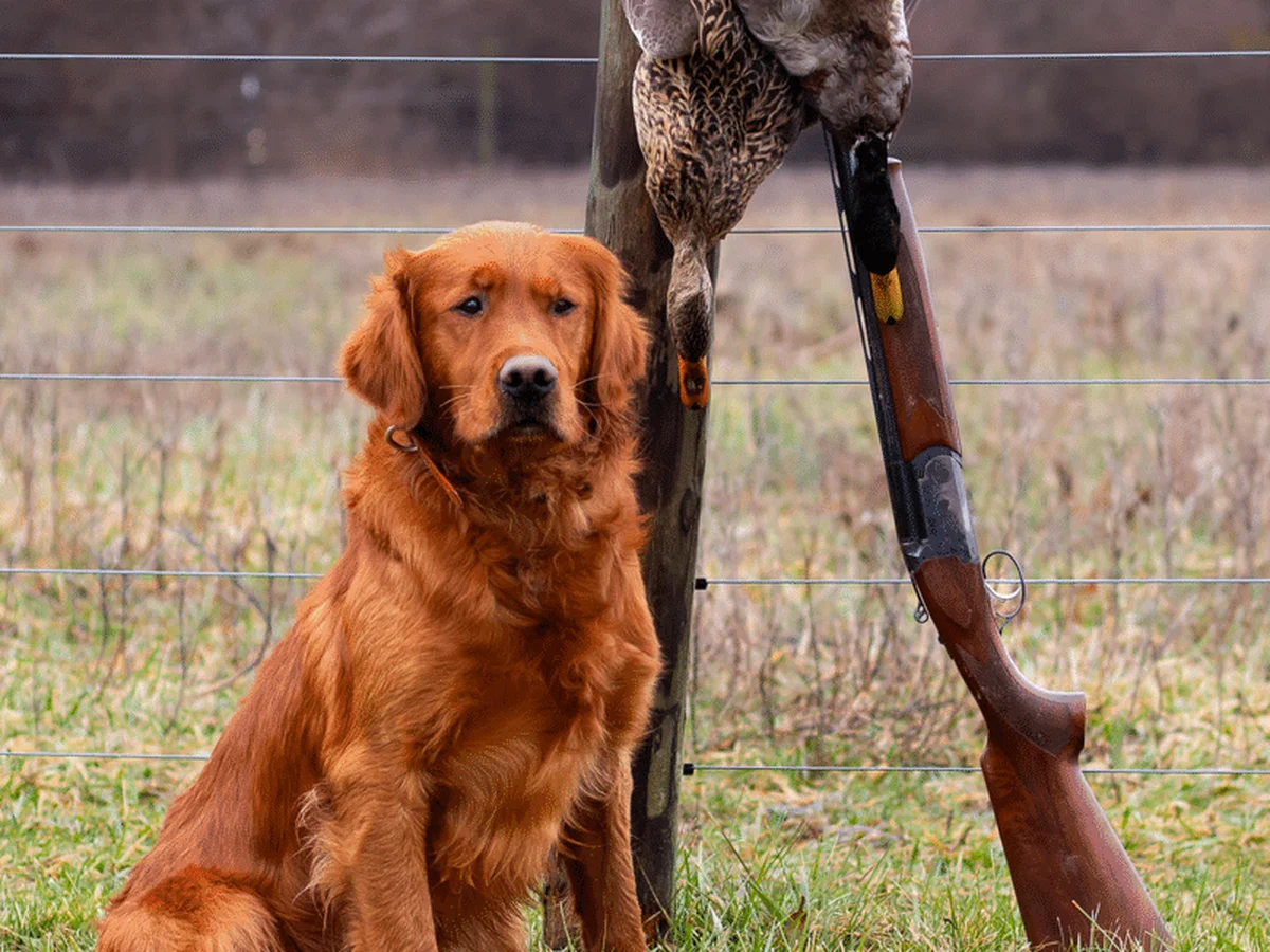Stormy Hill Golden Retrievers