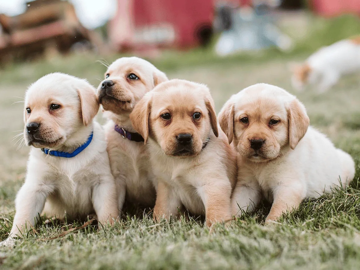 English Labrador retriever from Hearthstone Labradors, Rural West Michigan
