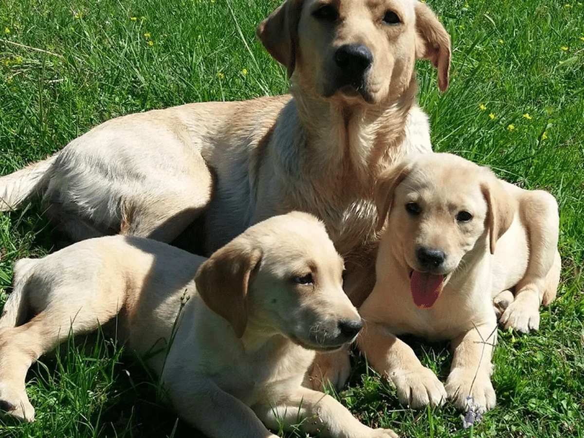 Yellow Labrador retriever from Hunters Creek Retrievers, Houston, Texas