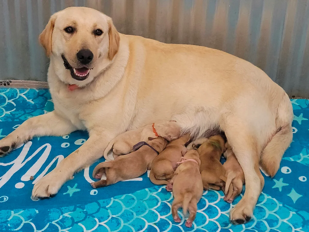 Labrador Retriever photo from Johnson Point Labradors in Olympia, WA