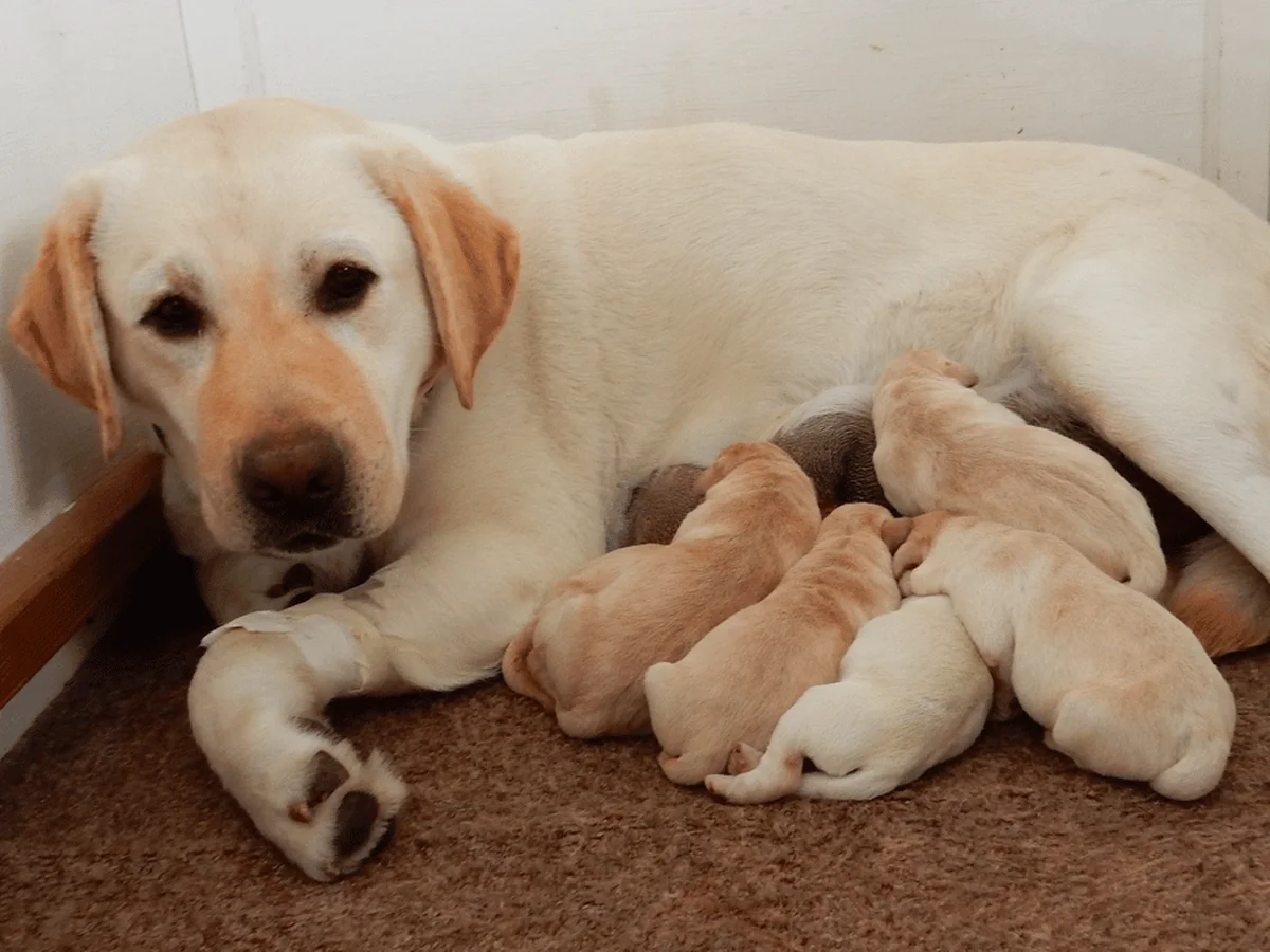 English-style Labrador retriever from Kentfield Kennels, Sebastopol, California