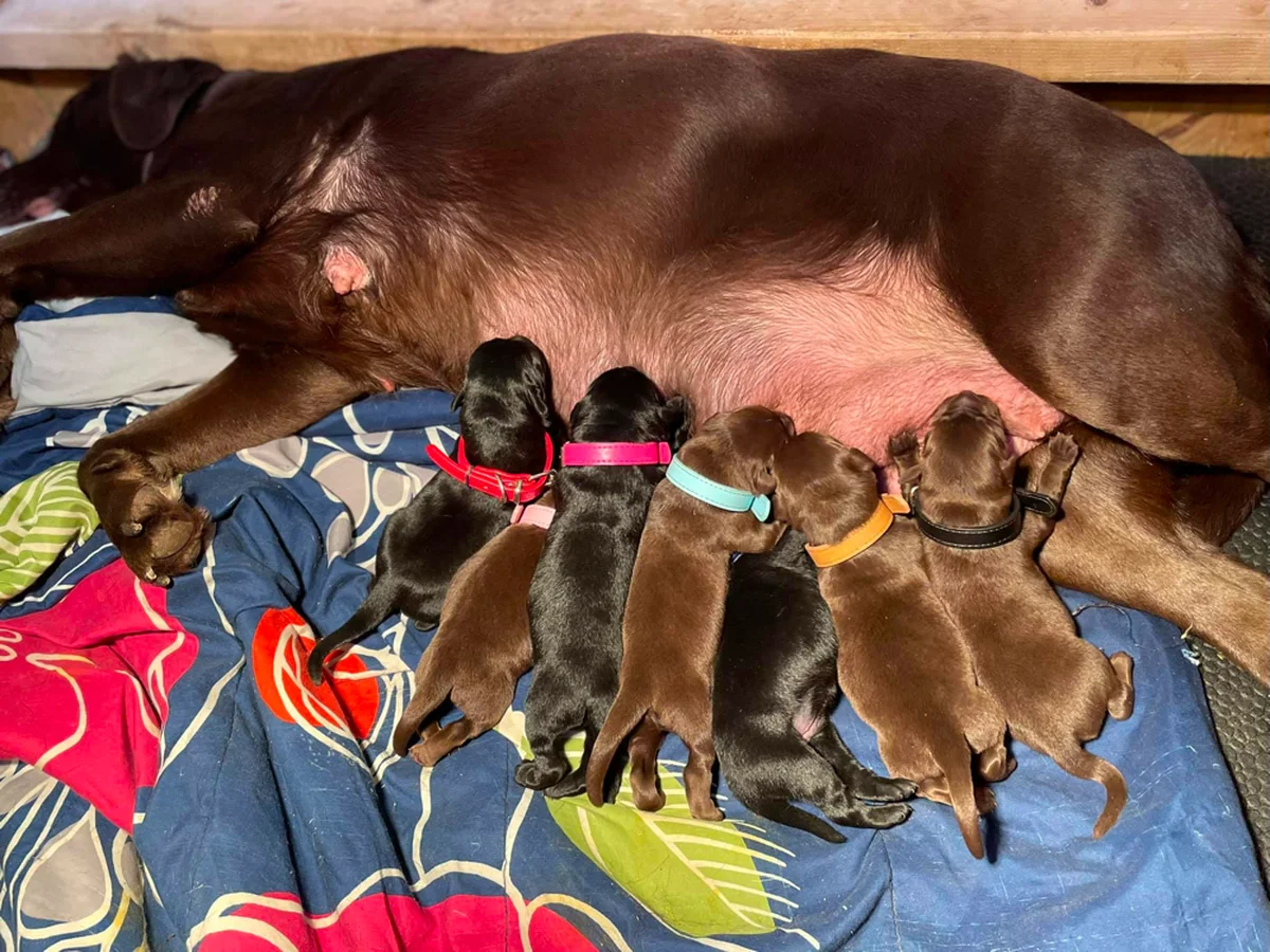 Labrador Retriever photo from Lamons Labradors in Southwest Missouri