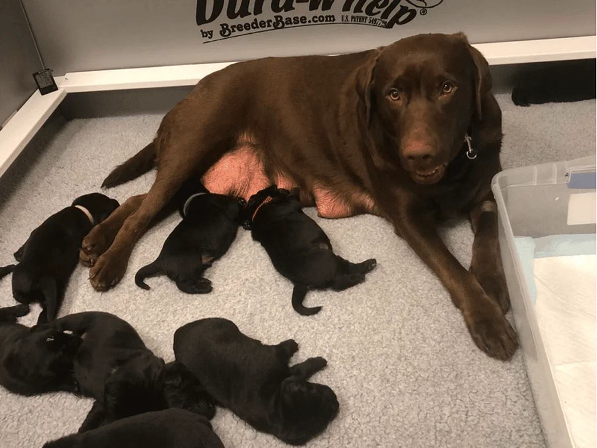Labrador Retriever photo from Laurie & Joe's Labs in New Hampshire