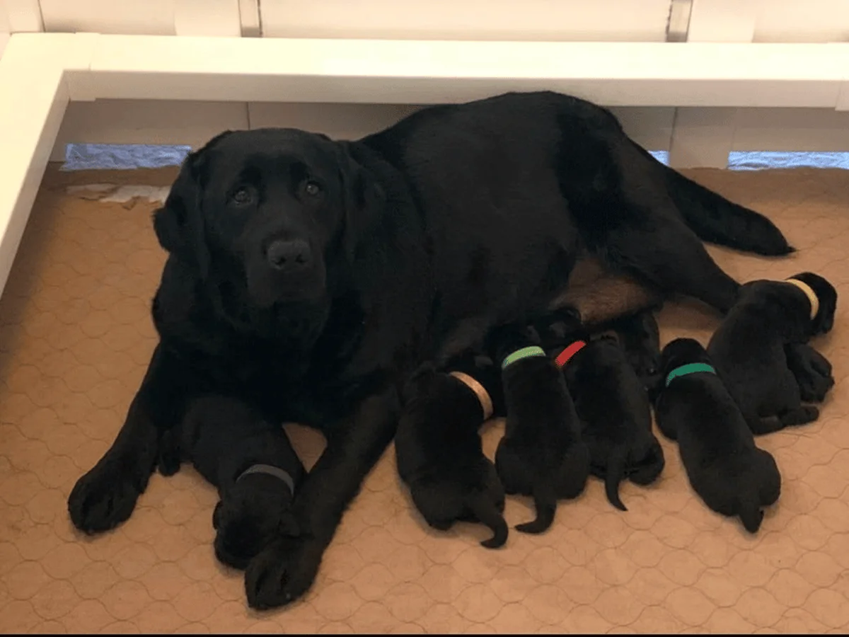 Labrador retriever from Lure Labradors, Lake Lure North Carolina