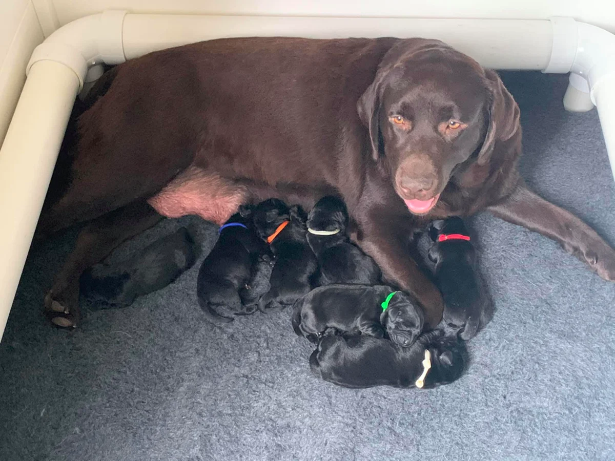 Conformation Labrador retriever from Master Creek Labradors, Alexandria Minnesota