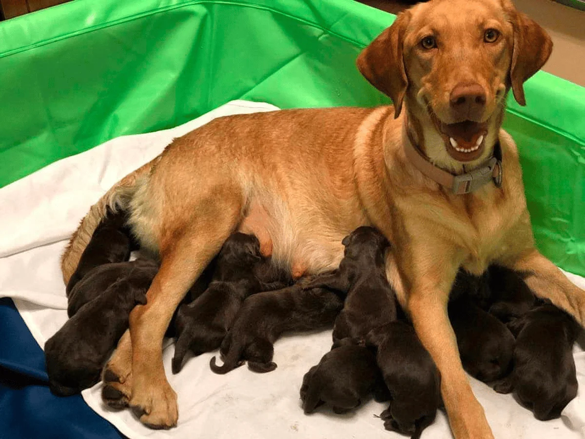 Labrador retriever from McClan Labradors, Central New Jersey