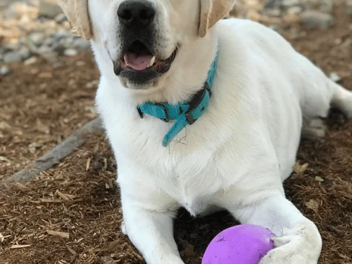 Yellow Labrador retriever from Micons Labradors, Lodi, California