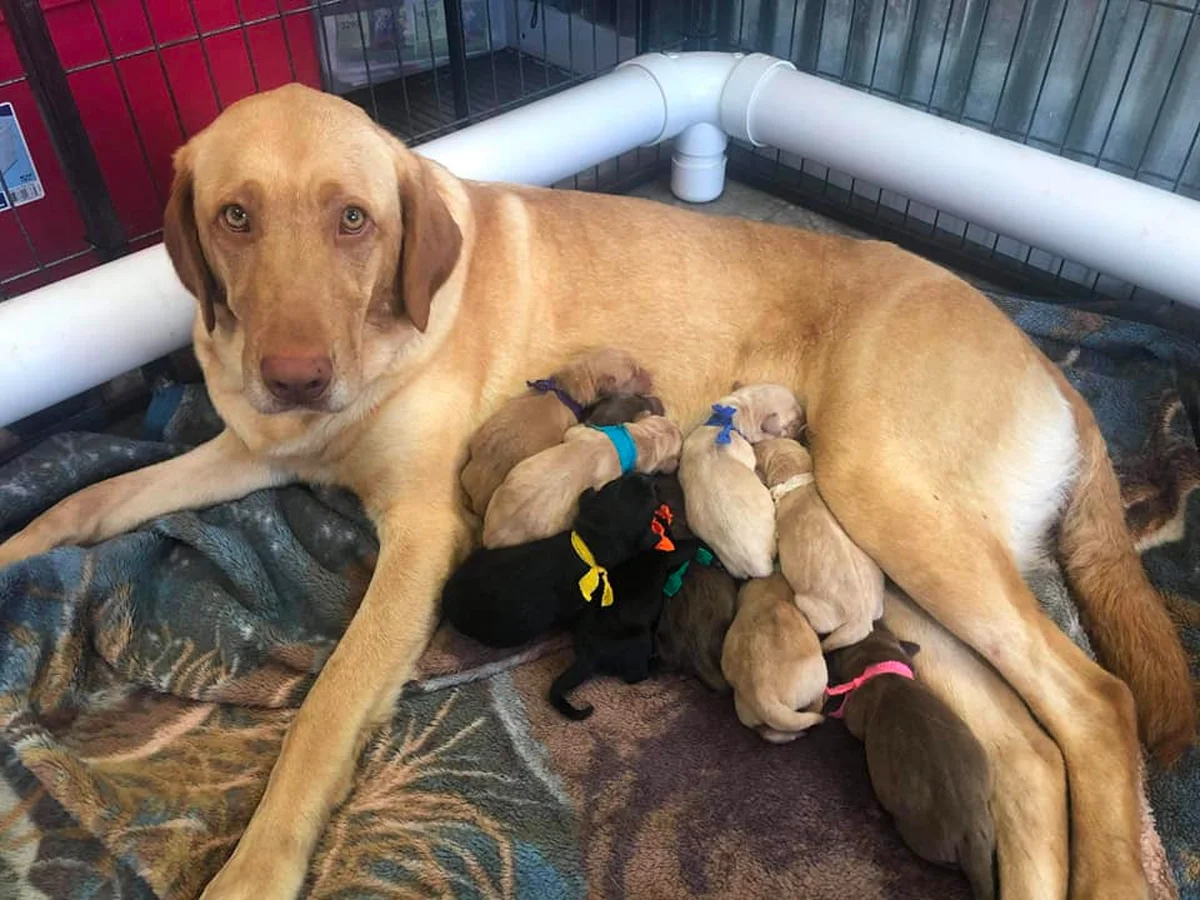 Labrador Retriever photo from Muddy Creek Labradors in Missouri