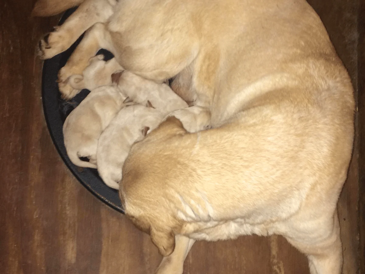 Field-bred Labrador retriever from Punk Hollow Labrador Retriever, Fostoria, Ohio