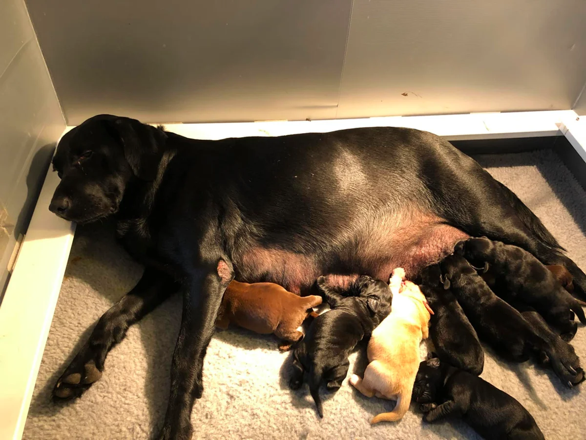 Labrador Retriever photo from Red Cedar Acres Labradors in White City, KS