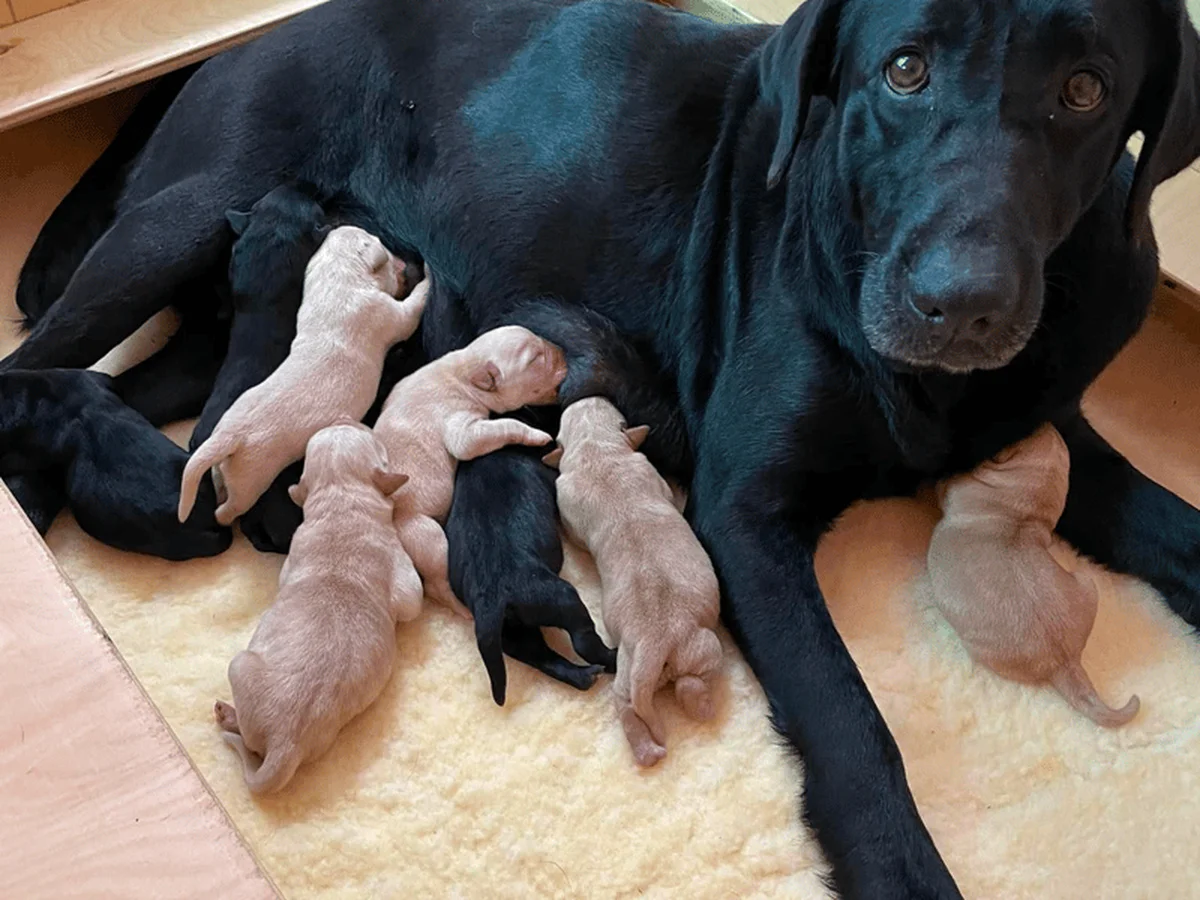 English Labrador retriever from Remedy Labradors, Palm City, Florida