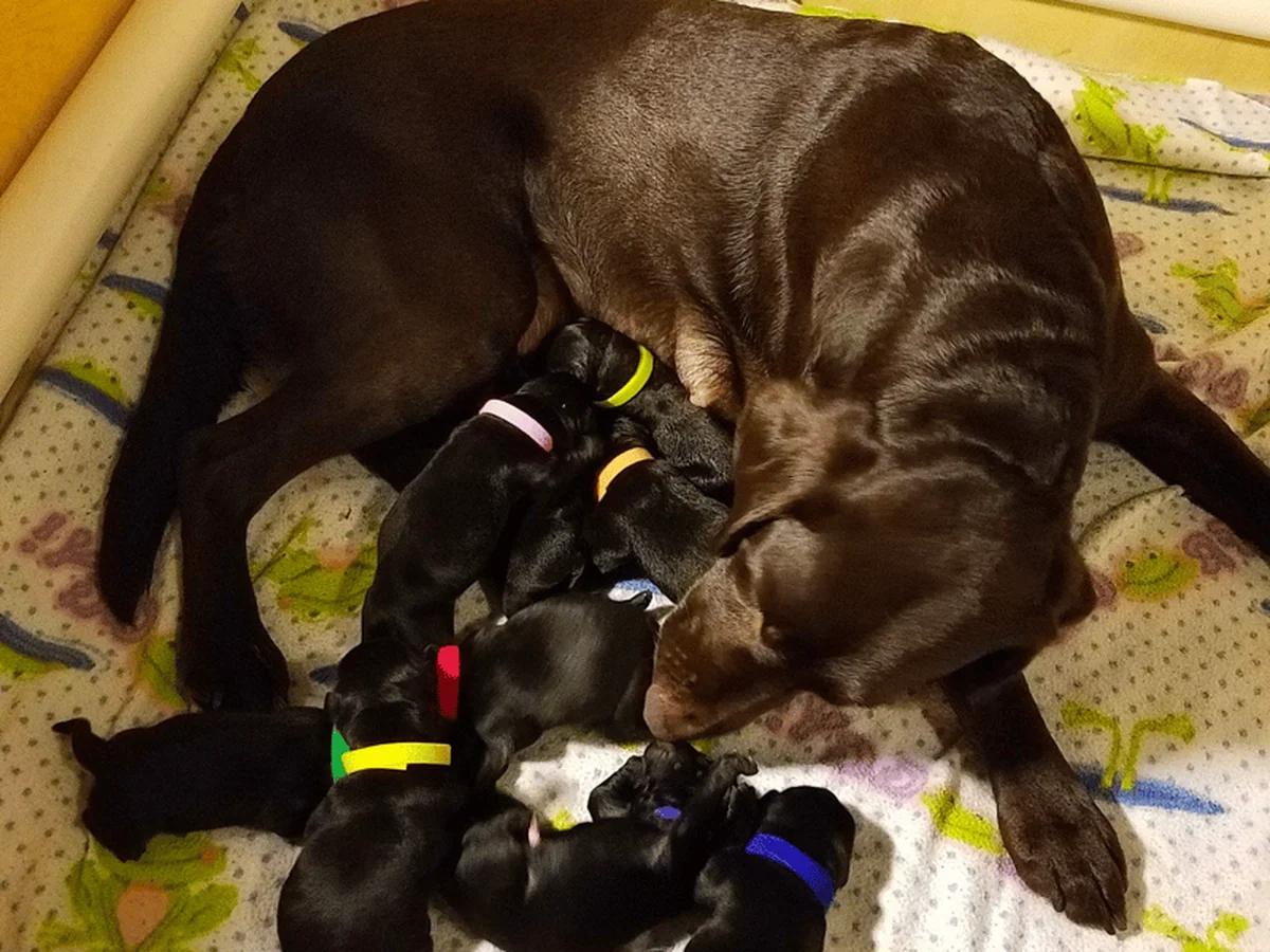Labrador Retriever photo from Rogue Retrievers in Scappoose, OR