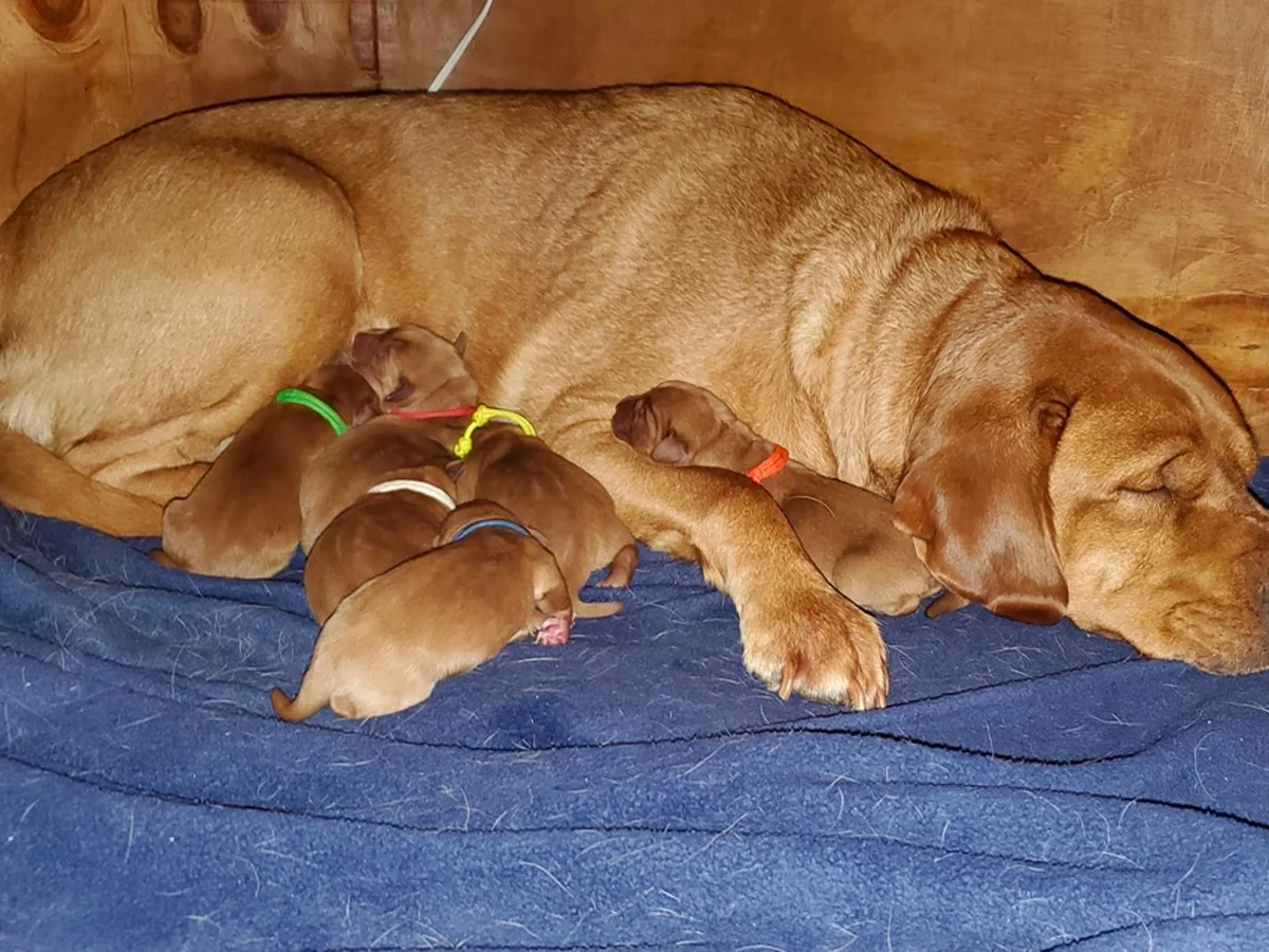 Labrador Retriever photo from Ruby Jewel Labradors in Burlington, KS