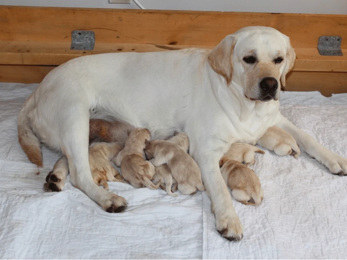 Labrador Retriever photo from Sevenoaks Labrador Retriever in Belgrade, ME