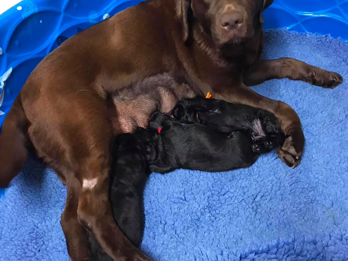 Chocolate Labrador retriever in a SE Iowa farm representing Shadowmyst Labradors