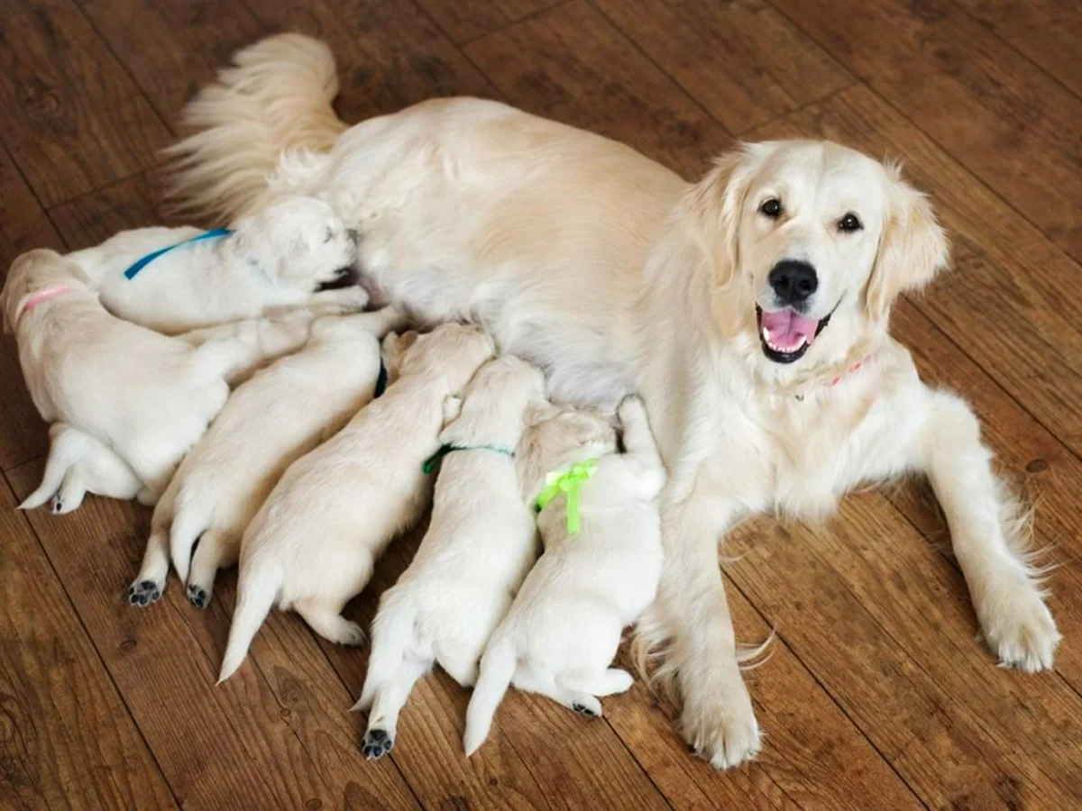 Labrador Retriever photo from Siess Ranch Labradors in Seneca, KS