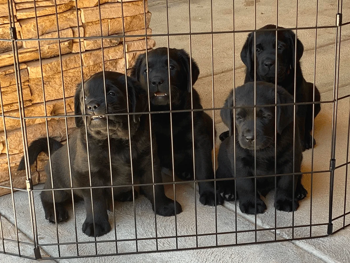 Labrador retriever from Summerland Labradors, Phelan, California High Desert