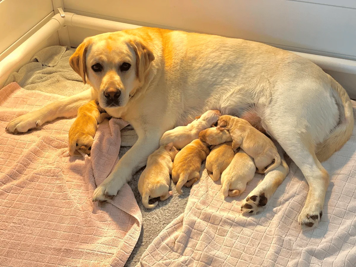 English Labrador retriever from Sunny Creek Labs, Greenville, Ohio