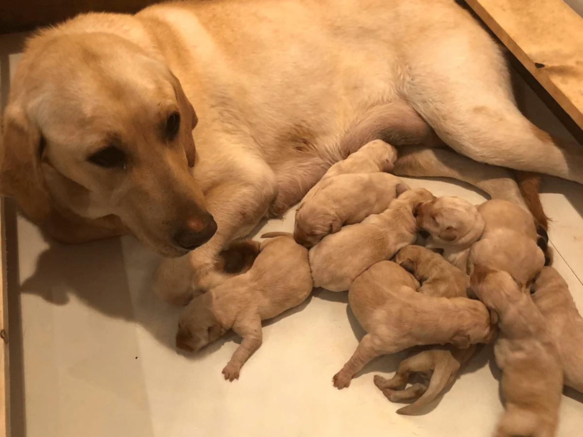 Labrador Retriever photo from Sunnyview Labradors in Salem, OR