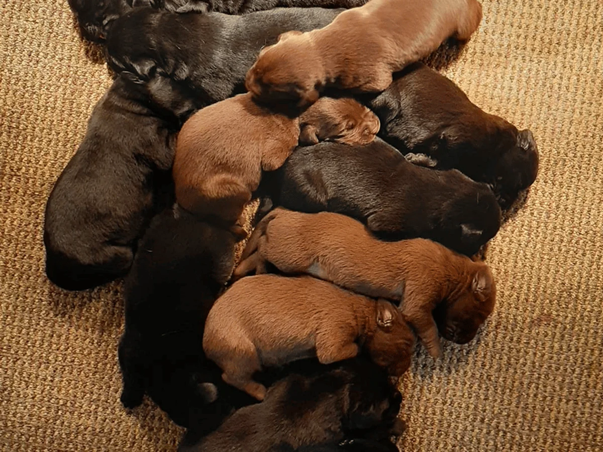 Labrador Retriever photo from Thunder Labradors in south of Madison, WI