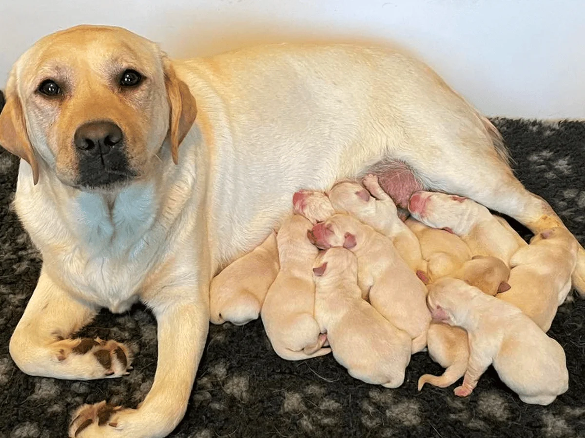 Labrador retriever from Woodland Breeze Labradors, Trout Run Pennsylvania