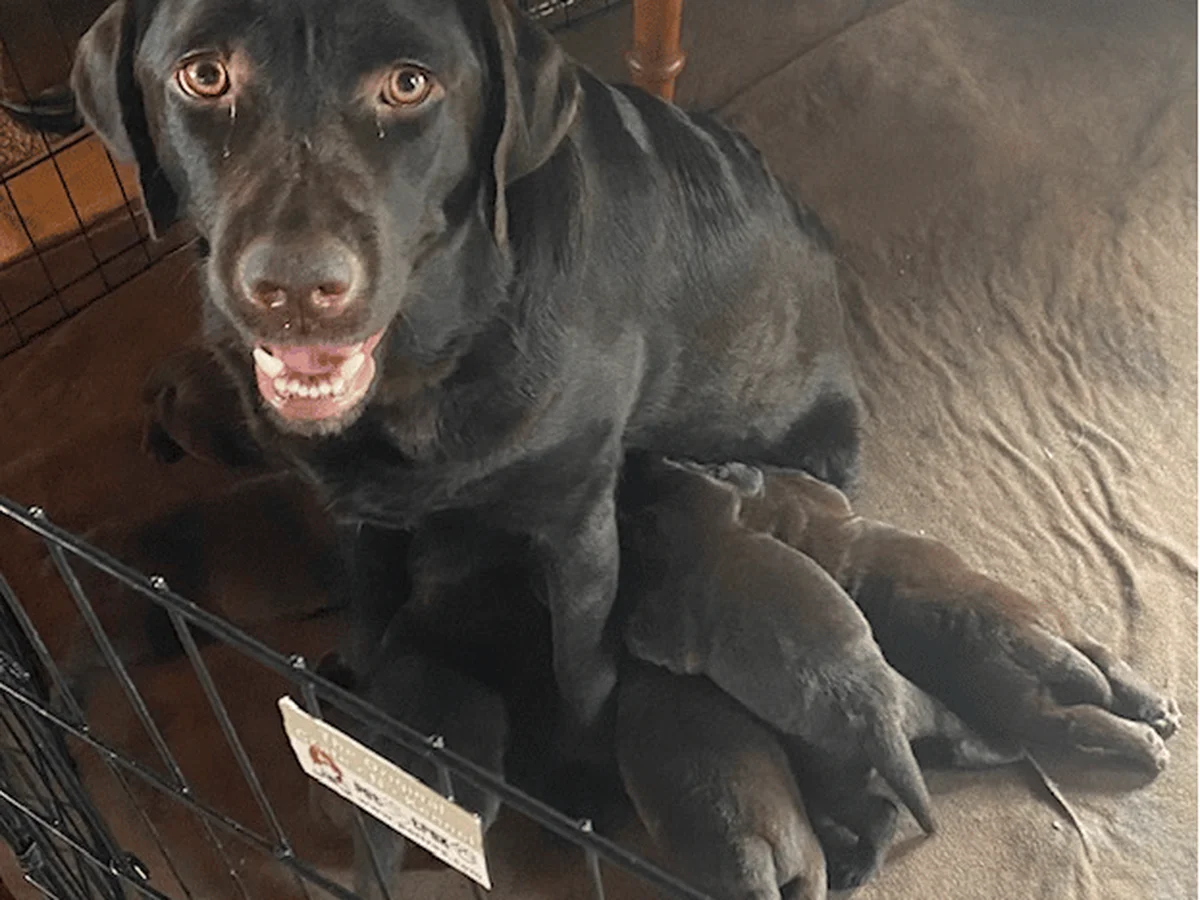 English white Labrador retriever from Yoder Labradors, Oceanside, California