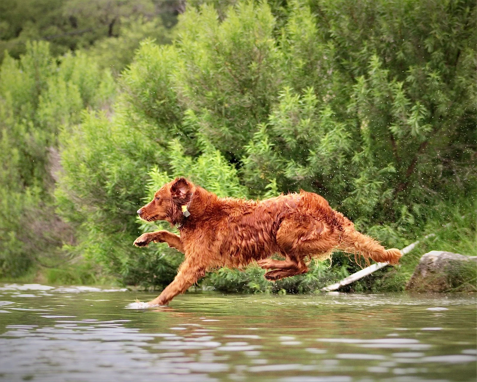 Field-bred Golden Retriever from Blanco River Field Golden Retrievers, Wimberley, Texas