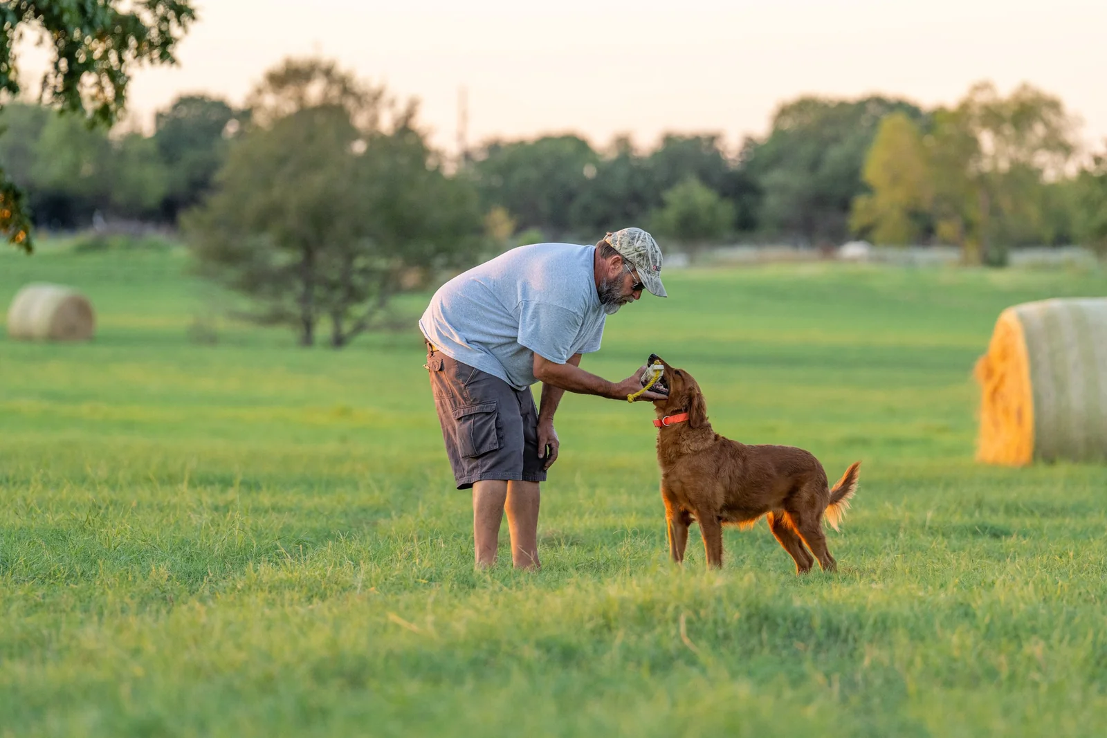 Field-bred Golden Retriever from Broken Sky Kennels, Nebraska