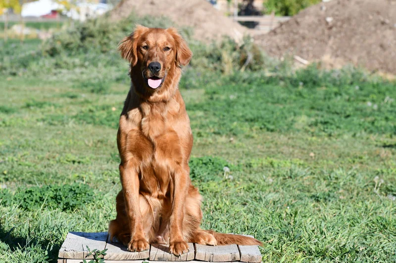 Field-bred Golden Retriever from Field Bred Golden Retrievers, Utah