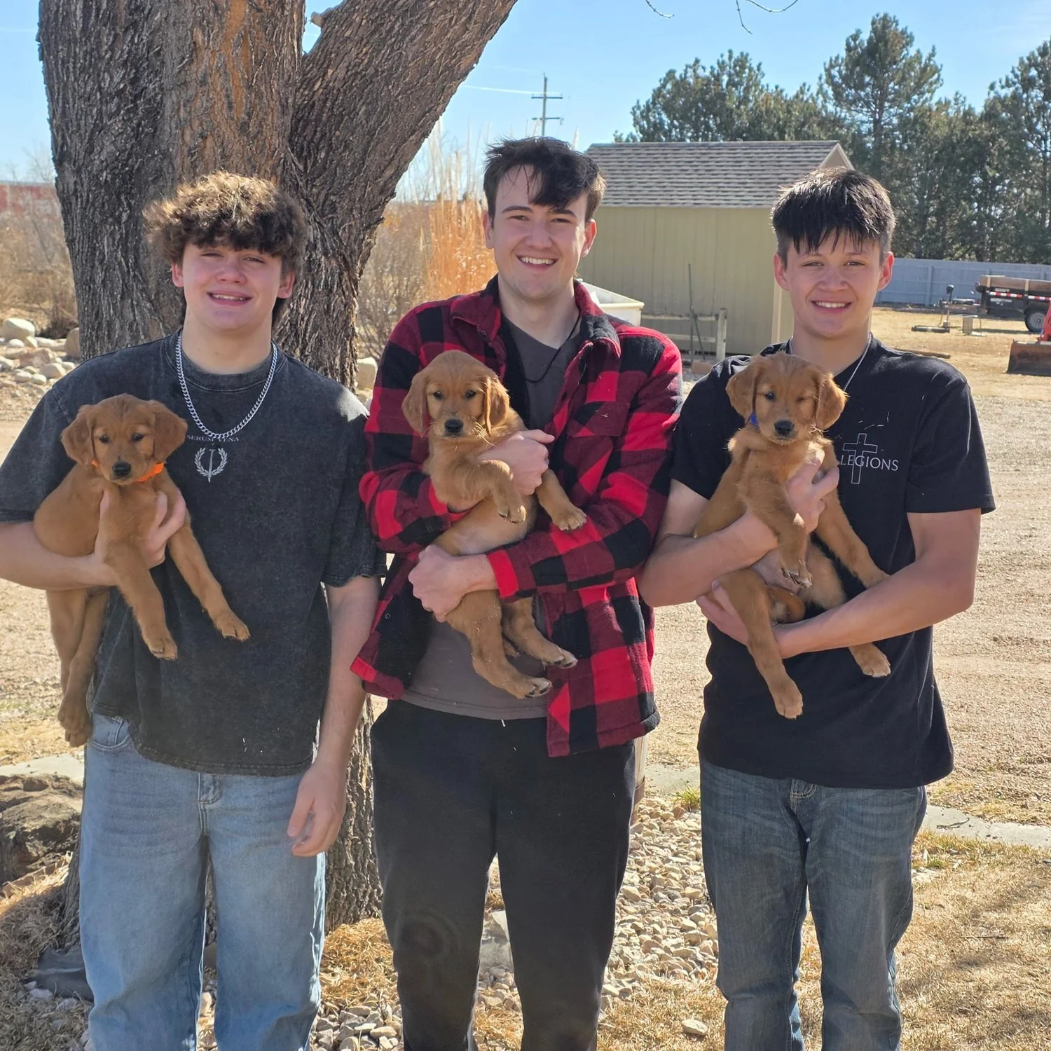 Field-bred Golden Retriever from Hunter